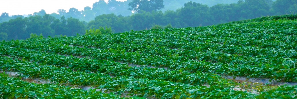 Delvin Farms Naturally Raised – No Pesticides