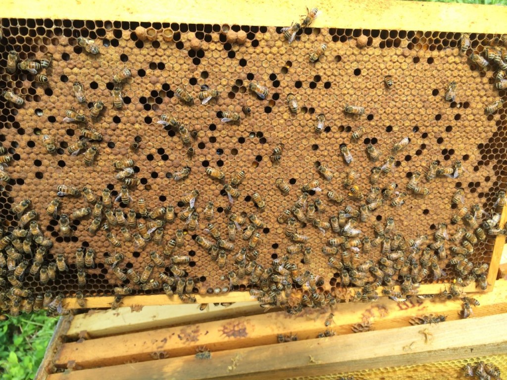 frame of honey bees
