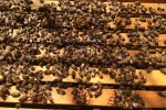 Honey Bee Inspections