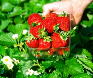 organic strawberries