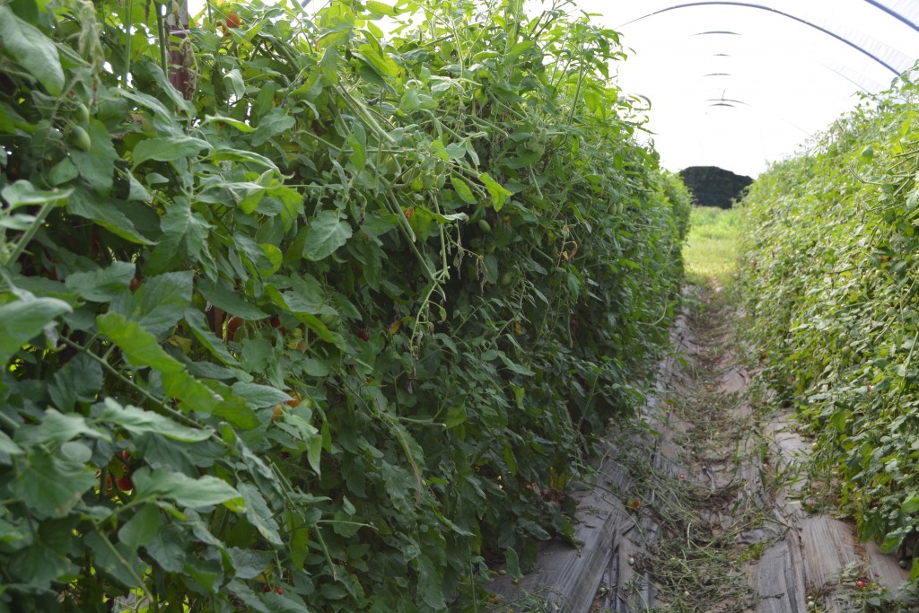 Juliet Tomatoes Grown in our Tunnels can grow to 15' in length and produce tomatoes for months.