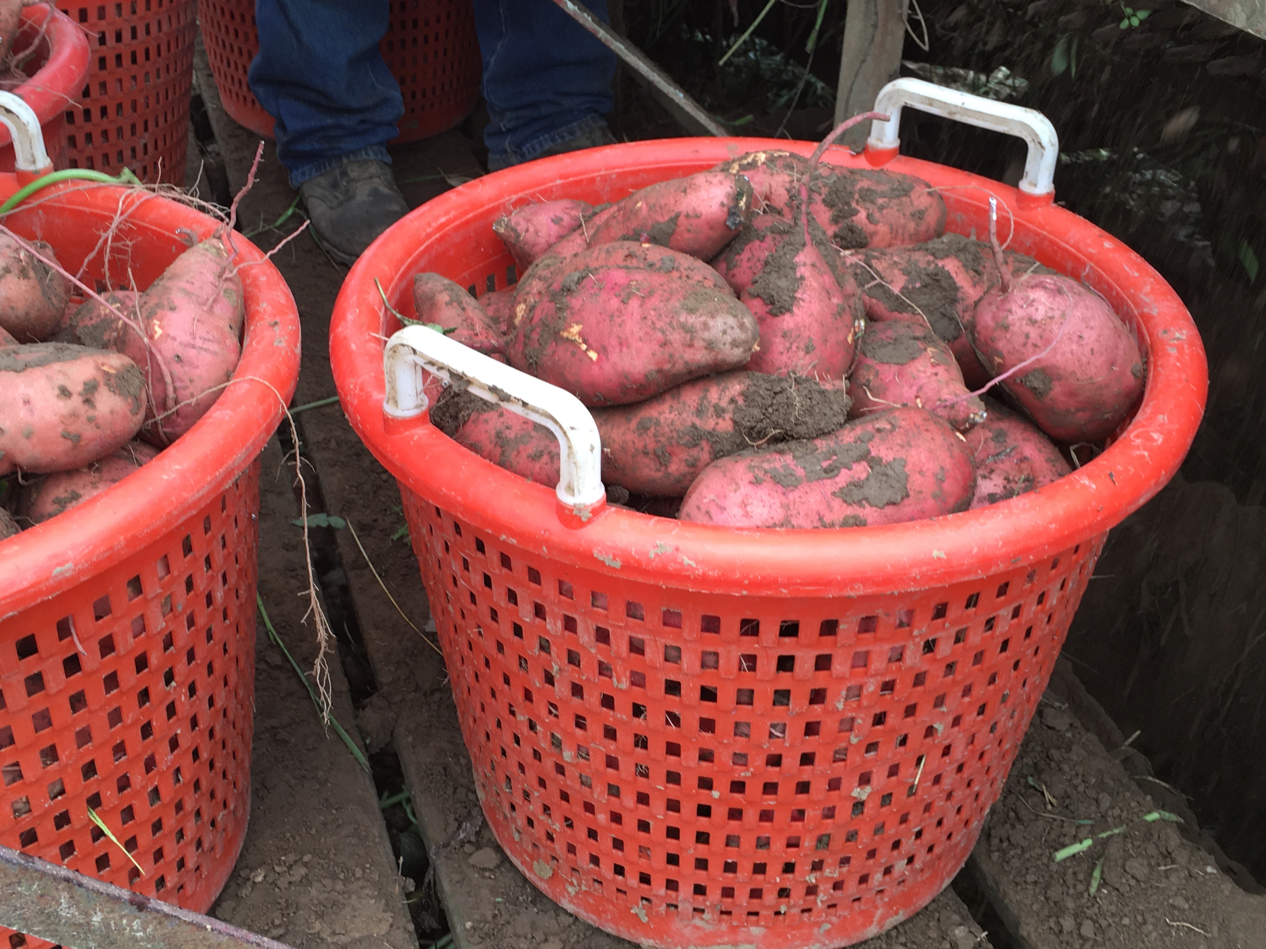 sweet potato harvest